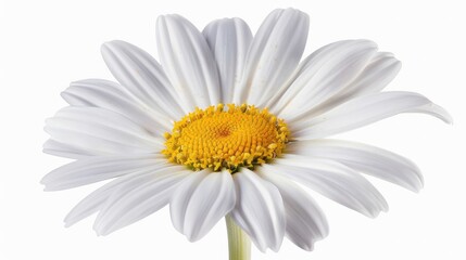 Beautiful colorful daisy flower  isolated on white background Generative AI