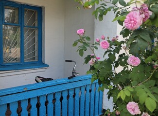 Part of the house with a blue window, fence and blooming pink roses. Rural beauty