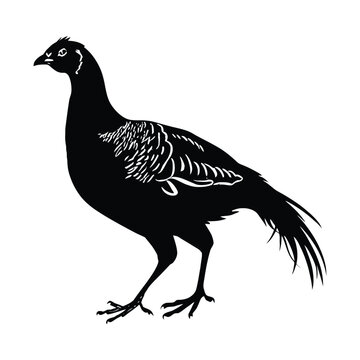 recommend clip art: Pheasant Silhouette