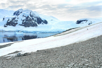 Panorama of Antarctica on Petersmann Island © robnaw