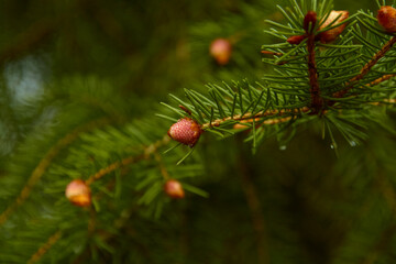 close up of pine needles