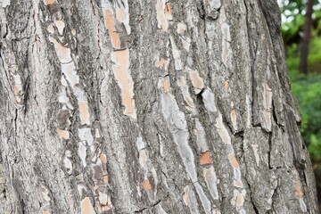 in the photo background from the bark of a pine closeup