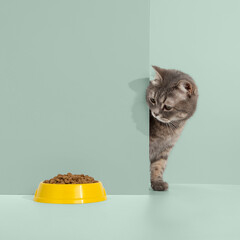 Grey cat peeps out of the corner, animal emotions, looks at a bowl of food, on a pastel background, concept. Copy space.
