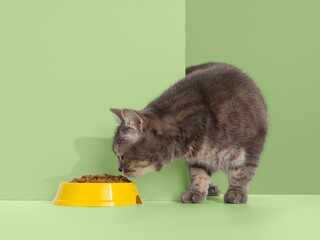Grey cat peeps out of the corner, animal emotions, looks at a bowl of food, on pastel background, concept. Copy space.