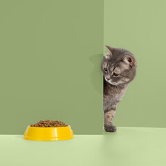 Grey cat peeps out of the corner, animal emotions, looks at a bowl of food, on a pastel background, concept. Copy space.