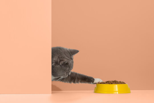 Grey cat peeps out of the corner, animal emotions, looks at a bowl of food, on pastel background, concept. Copy space.