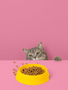 Grey cat peeps out of the corner, animal emotions, looks at a bowl of food, on pastel background, concept. Copy space.