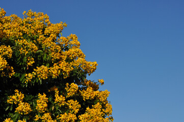 arvore com flores amarelas 