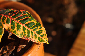 cróton planta folha colorida 