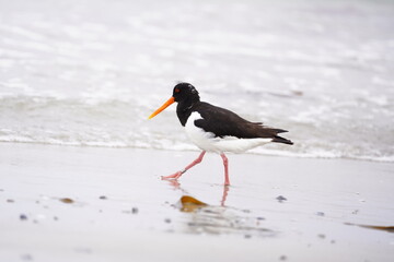 Austernfischer am Strand