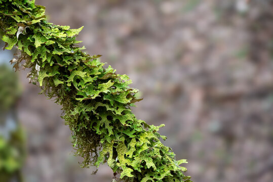 Lichen species tree lungwort, lung lichen, lungwort lichen (Lobaria pulmonaria) on tree
