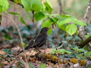 Blackbird in forest - Turdus merula