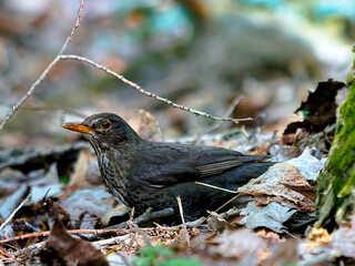 Blackbird in forest - Turdus merula