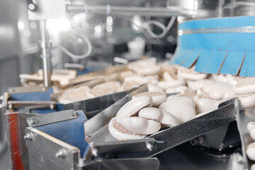 Conveyor line for production gingerbread cookies with white glaze at sweet factory. Modern plant for biscuit sugar cake.