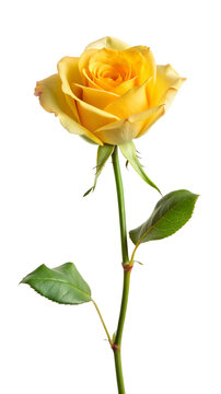 yellow rose isolated on white background.