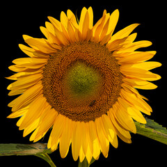 Naklejka premium Sunflower