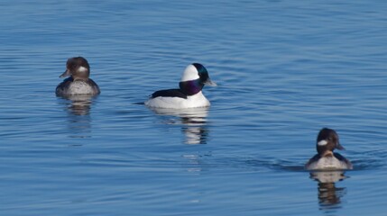 Migrating waterfowl on a lake 