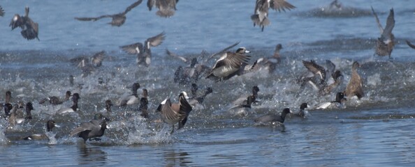 Migrating waterfowl on a lake 