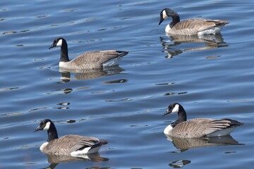 Migrating waterfowl on a lake 