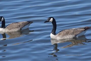 Fototapeta premium Migrating waterfowl on a lake 