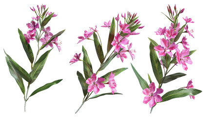 Fototapeta na wymiar Fireweed digital art in 3D, isolated on transparent background. Top view flat lay of vibrant purple floral nature design element. Perfect for botanical illustrations, graphic resources, and decorative
