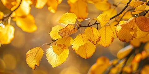 Obraz premium A branch with yellow leaves is shown in the sunlight