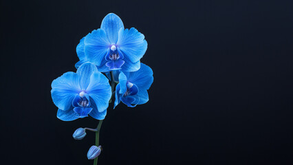 Blaue Orchidee in großartiger Nahaufnahme, ai generativ