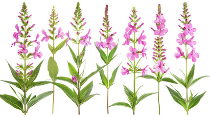 Fototapeta na wymiar Fireweed digital art in 3D, isolated on transparent background. Top view flat lay of vibrant purple floral nature design element. Perfect for botanical illustrations, graphic resources, and decorative