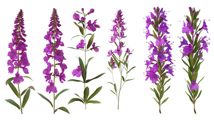 Fireweed digital art in 3D, isolated on transparent background. Top view flat lay of vibrant purple floral nature design element. Perfect for botanical illustrations, graphic resources, and decorative - obrazy, fototapety, plakaty
