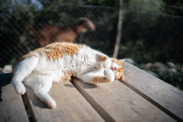 Mallorca Spain January