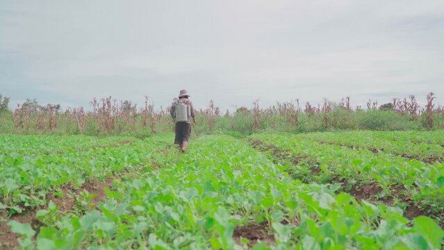 Farmers spray crops to protect against pests