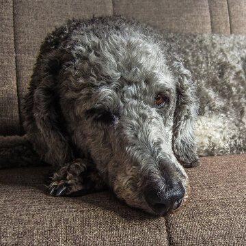 Headshot of silver grey poodle .
