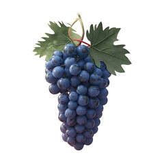 Fototapeta premium Grapes grape png clip art isolated on transparent background