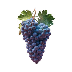 Grapes grape png clip art isolated on transparent background
