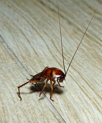 standing cockroach on the floor