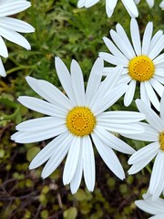 white daisies on a green background