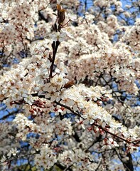 white plum tree is blooming