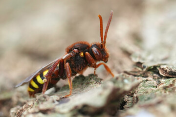 Closeup on a colorful red Lathbury's Nomad bee, Nomada lathburiana sitting on wood