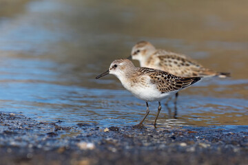 Waders or Shorebirds, the little stint (Calidris minuta or Erolia minuta) very small wader.