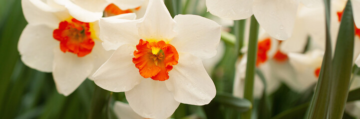 beautiful white and orange daffodils