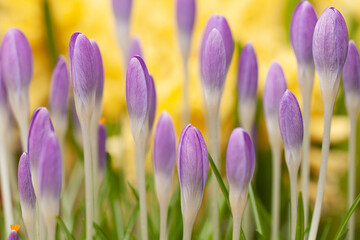 delicate lilac crocus flowers with closed petals