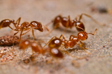Red fire ants on the ground.
