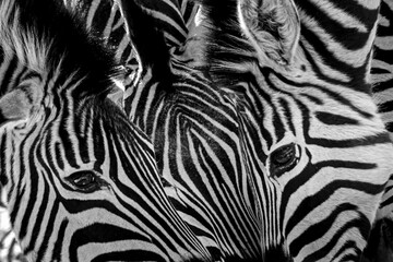 zebra skin pattern © Riaan