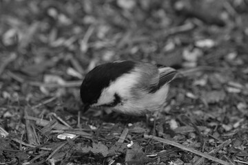 La Plaine 29 Mars 2024 - N&B