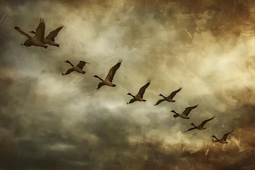 Fotobehang : A flock of birds in flight against a stormy sky with contrast between light and dark areas © crescent