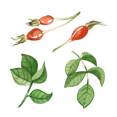 Set of watercolor illustrations. Rose hips, rose hips leaves, red rose hips drawn by hand in watercolor. Suitable for printing on fabric and paper, textile, design.