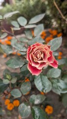 red rose in garden