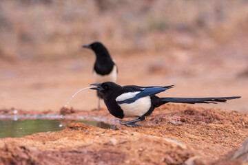 Eurasian magpie drinking water in a pond.