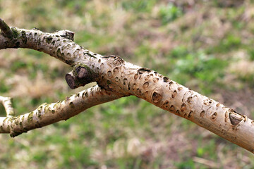 A branch of a fruit tree damaged by a buffalo leafhopper (Stictocephala bisonia)