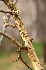 A branch of a fruit tree damaged by a buffalo leafhopper (Stictocephala bisonia)